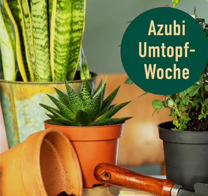 Azubi-Umtopfwoche.png